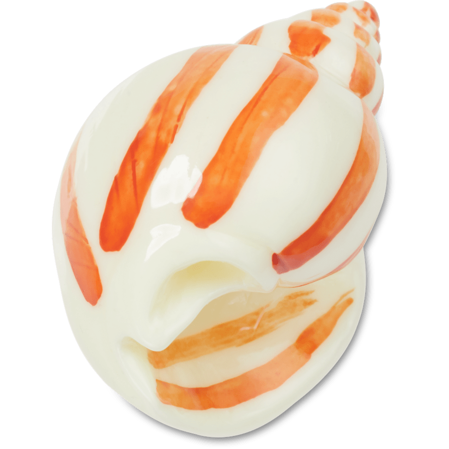 Natural Conch Shell - US 4650